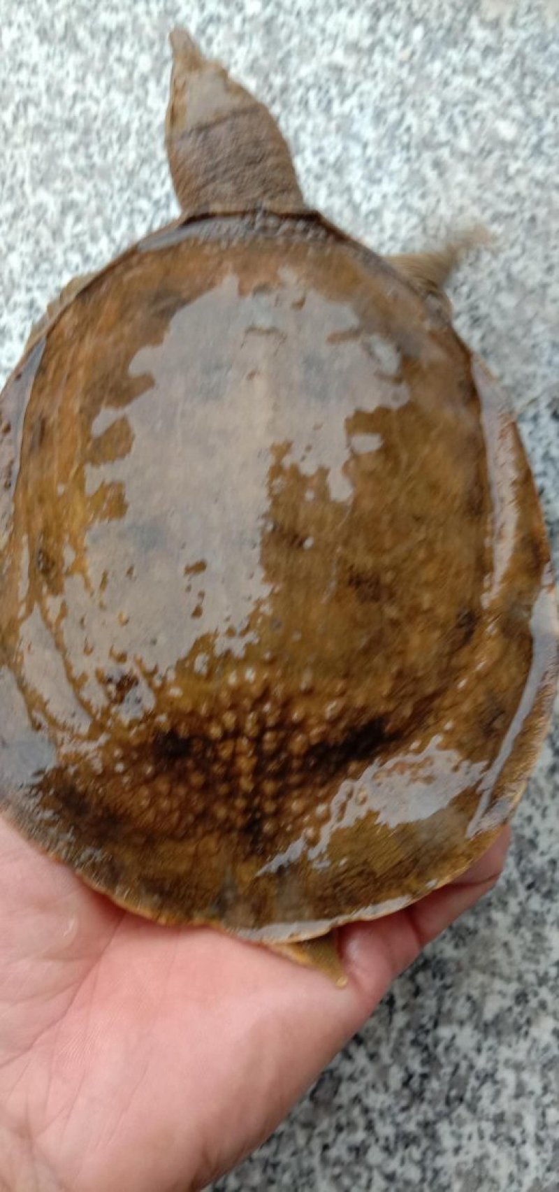 甲鱼