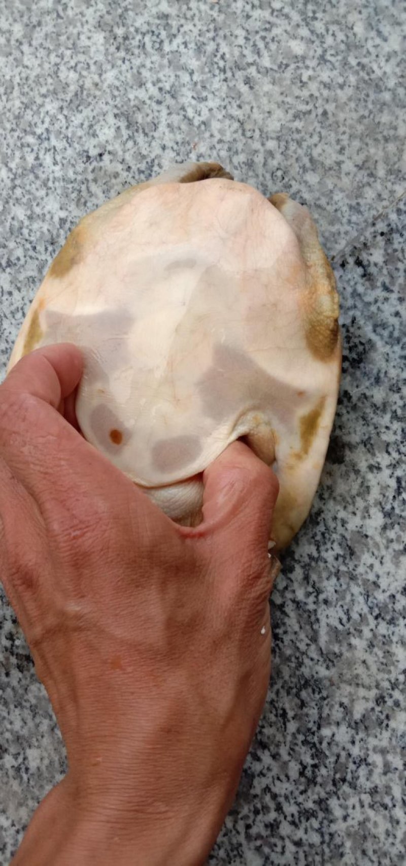 甲鱼