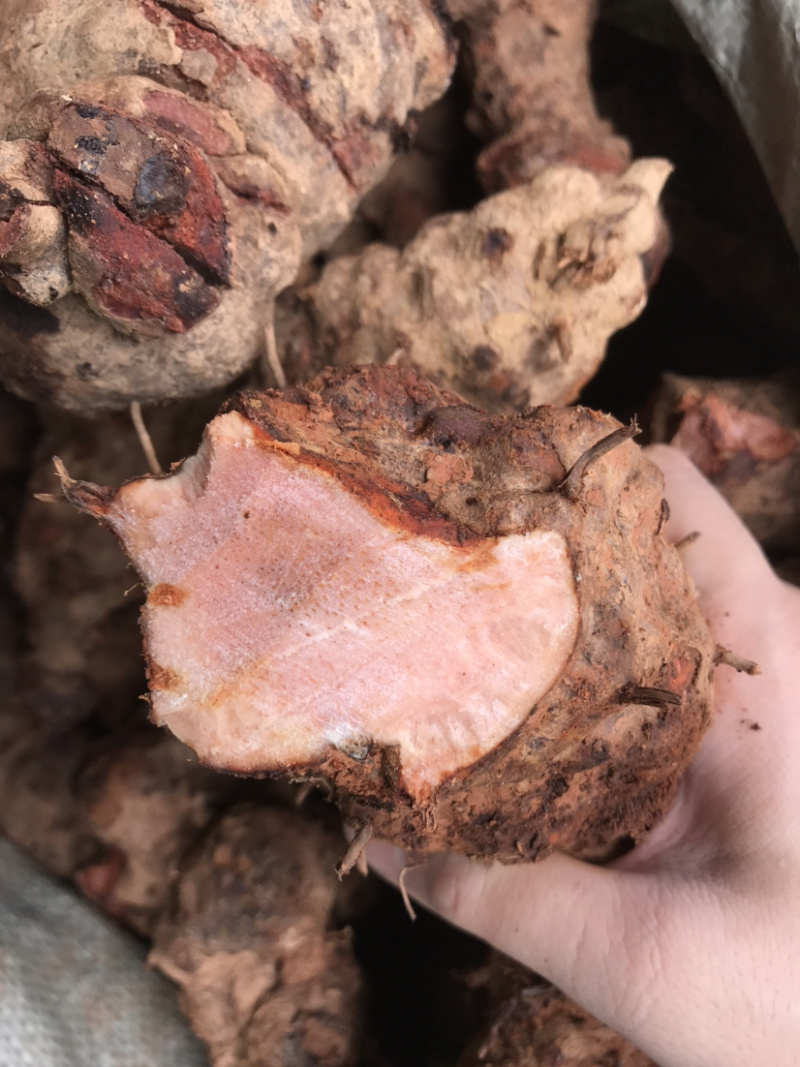 广东省包邮，新鲜野生红肉土茯苓，量大从优，质量保证