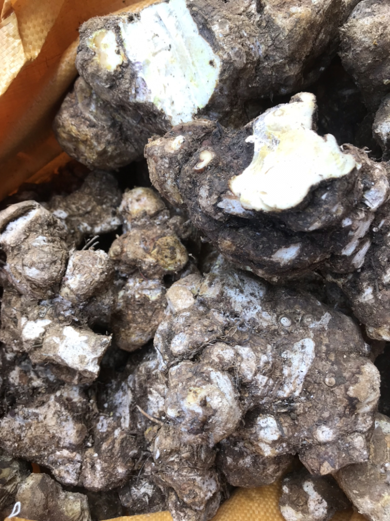 广东省包邮，新鲜野生红肉土茯苓，量大从优，质量保证