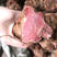 广东省包邮，新鲜野生红肉土茯苓，量大从优，质量保证
