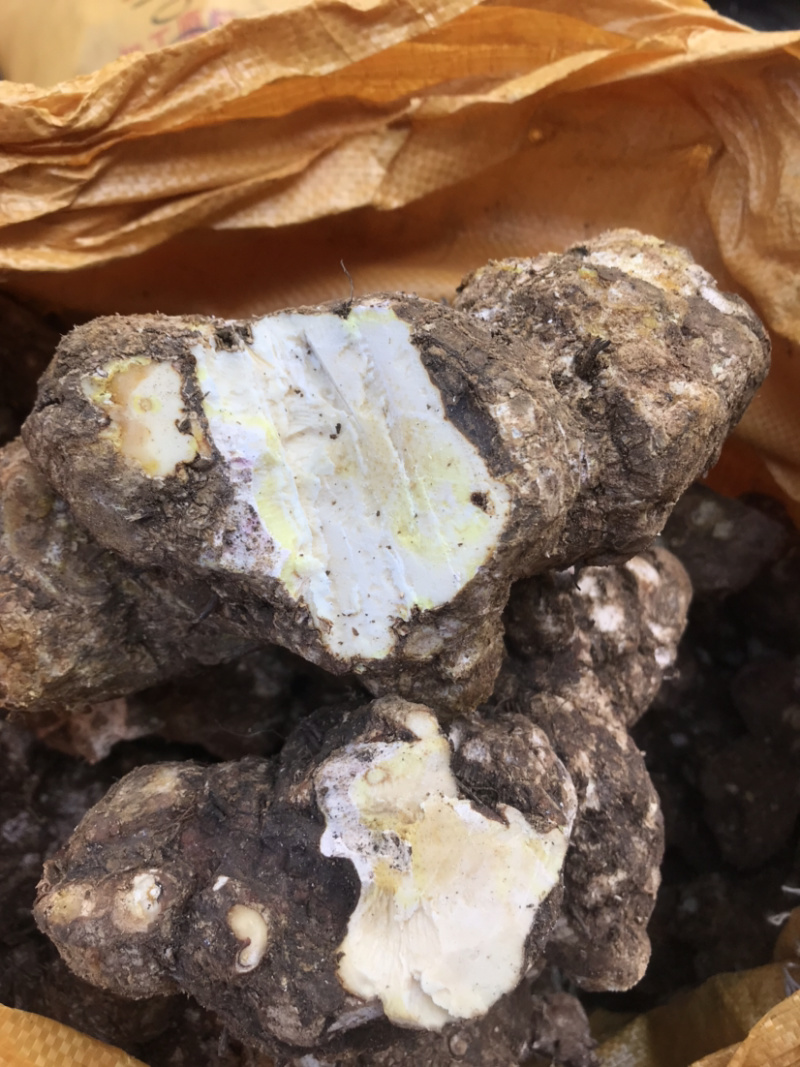 广东省包邮，新鲜野生红肉土茯苓，量大从优，质量保证
