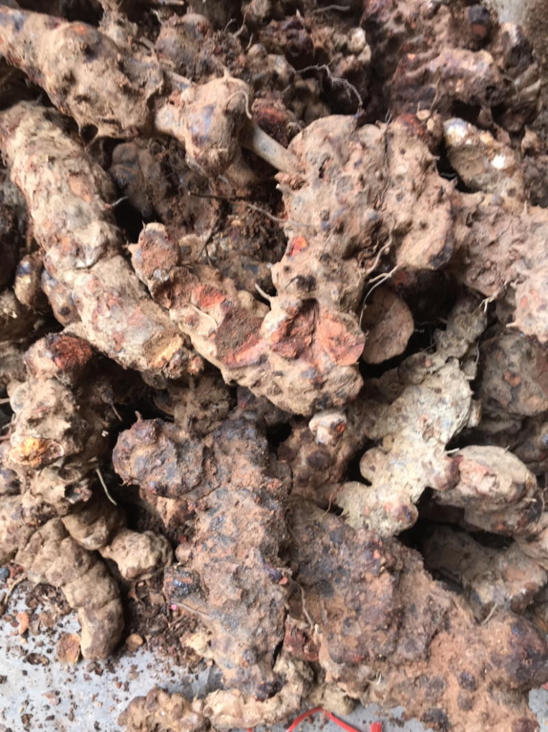 广东省包邮，新鲜野生红肉土茯苓，量大从优，质量保证