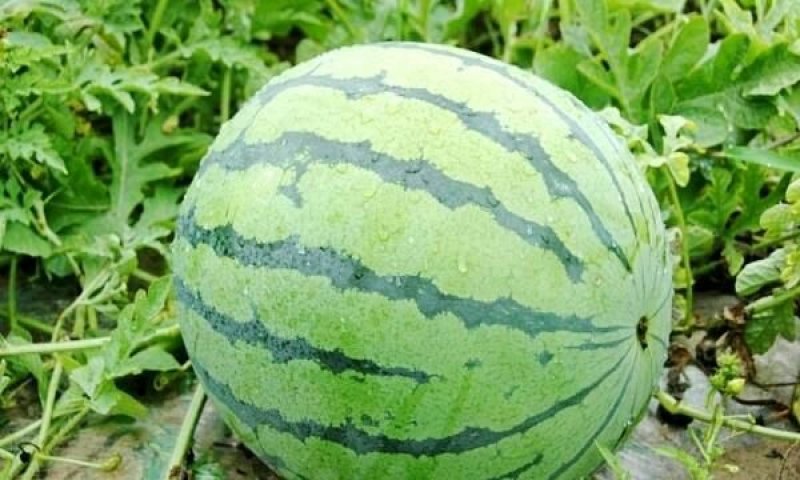 花皮西瓜