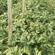 西瓜代收，锦王，甜王，系列，瓜漏大量有货。