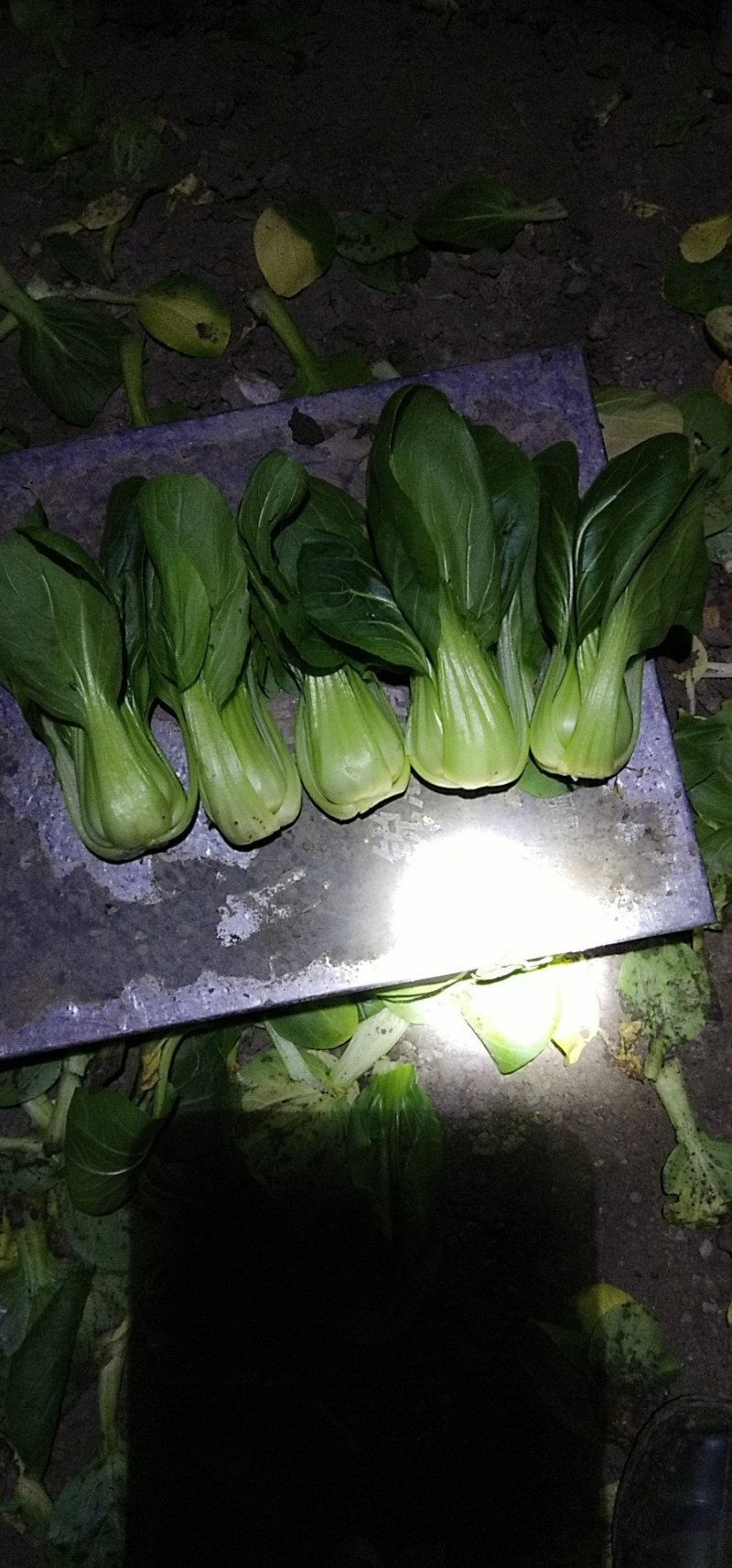 小青菜