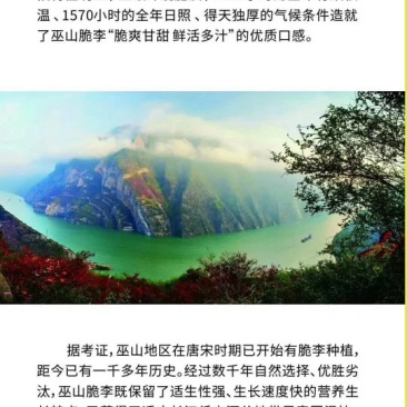 李子