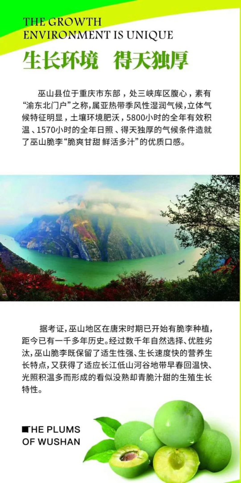 李子