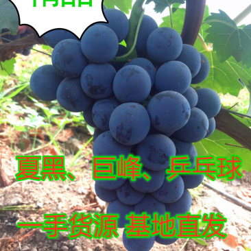 【夏黑葡萄】河北葡萄藤稔葡萄大量上市中一手好货