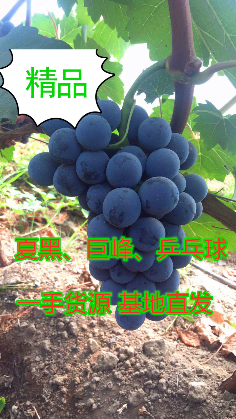 【夏黑葡萄】河北葡萄藤稔葡萄大量上市中一手好货