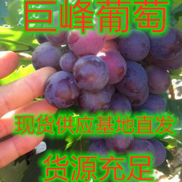 巨峰葡萄河北巨峰葡萄基地直销量大从优