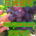 巨峰葡萄河北巨峰葡萄基地直销量大从优