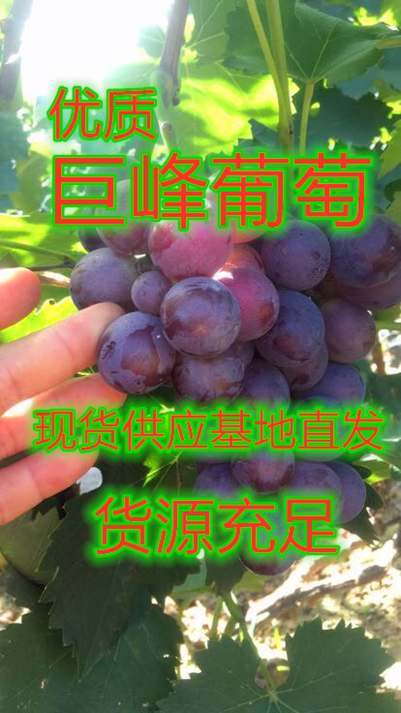 巨峰葡萄河北巨峰葡萄基地直销量大从优