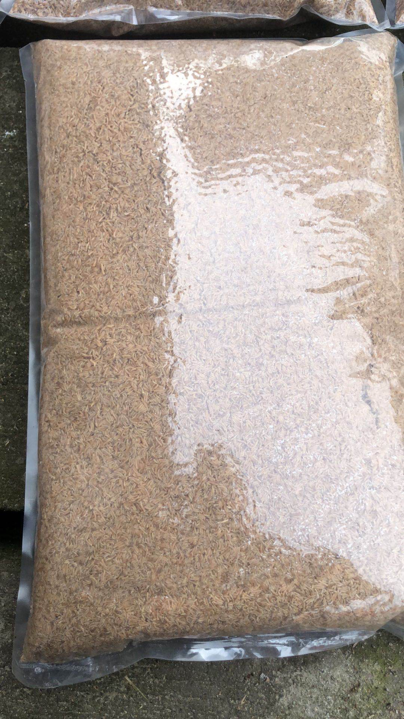 水产养殖高蛋白饲料冰鲜活体凤凰虫冷冻虫饲料