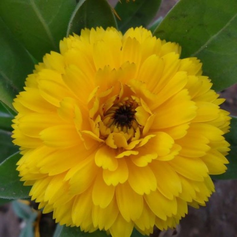 金盏菊种子金盏花种子四季易种花种子长生菊花海易种盆栽耐寒