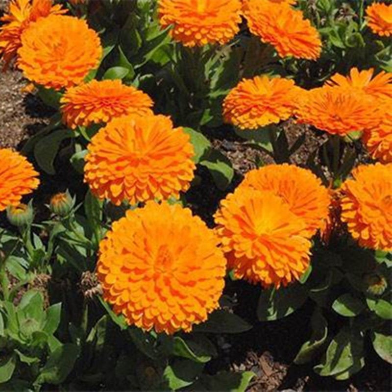 金盏菊种子金盏花种子四季易种花种子长生菊花海易种盆栽耐寒