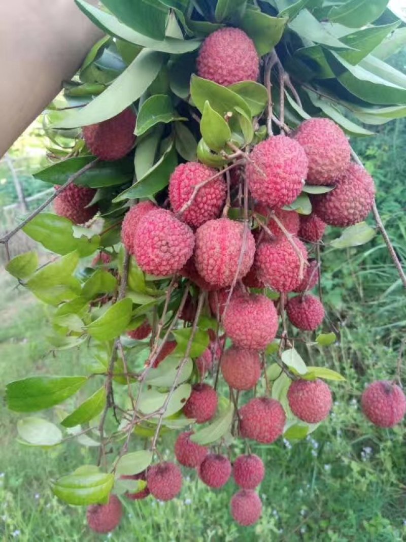 荔枝
