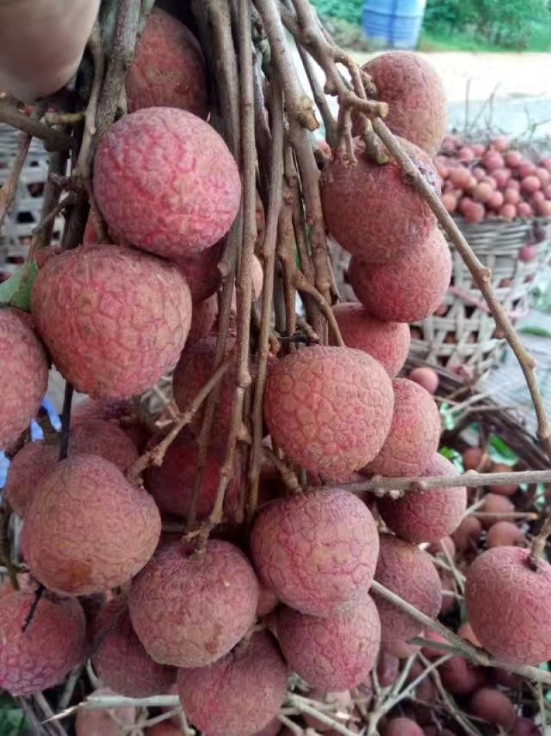 荔枝