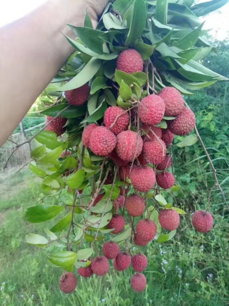 荔枝