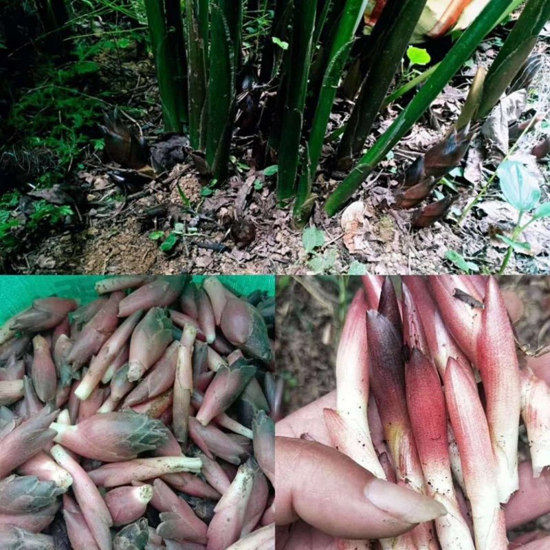 阳荷