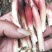 阳荷