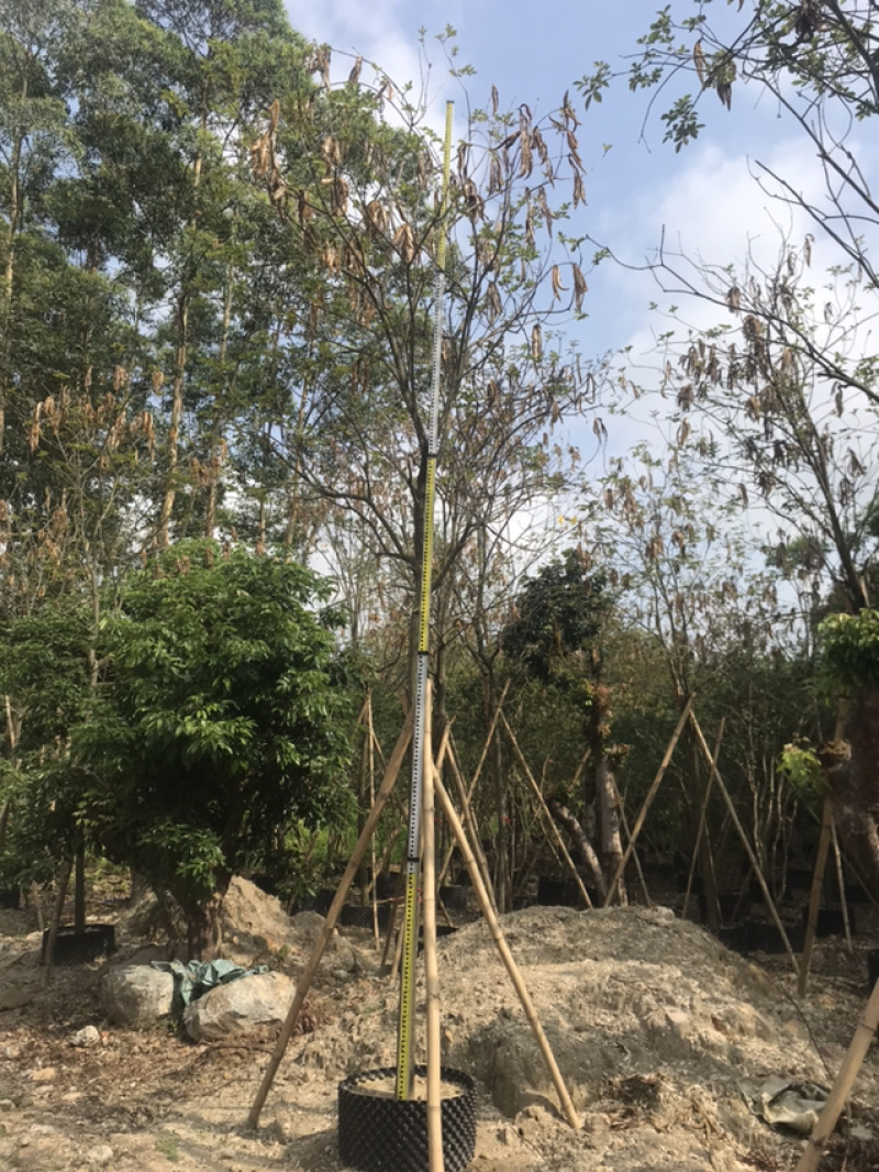多花黄风铃木/金花风铃木
