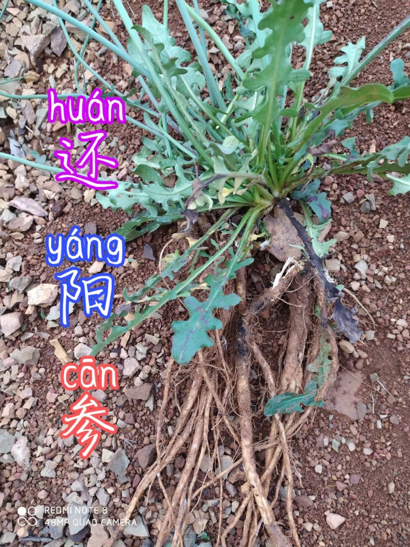 贵州毕节古夜郎大地野生中药材还阳参野生还阳参