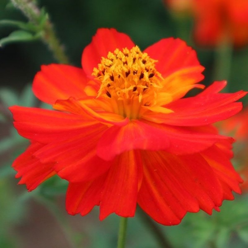 硫化菊种子黄波斯菊花种子黄秋英花籽野花组合花海种子