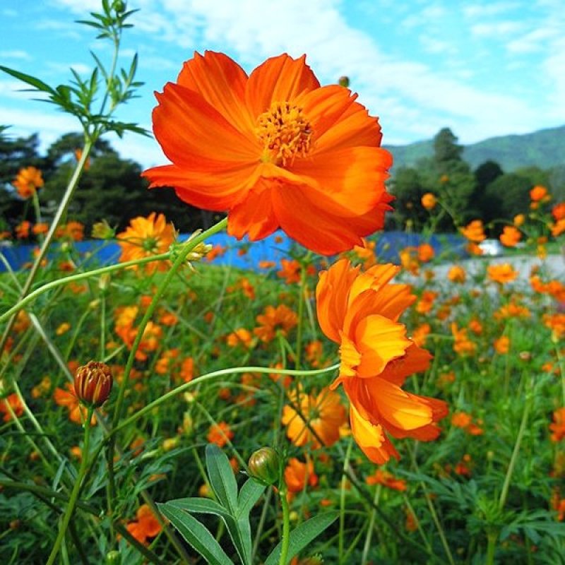 硫化菊种子黄波斯菊花种子黄秋英花籽野花组合花海种子