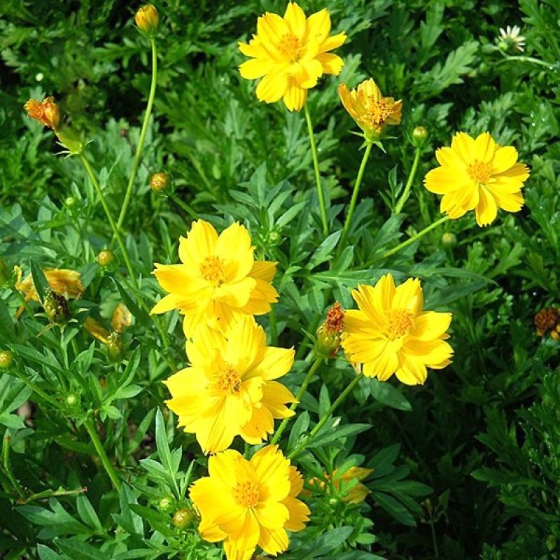 硫化菊种子黄波斯菊花种子黄秋英花籽野花组合花海种子