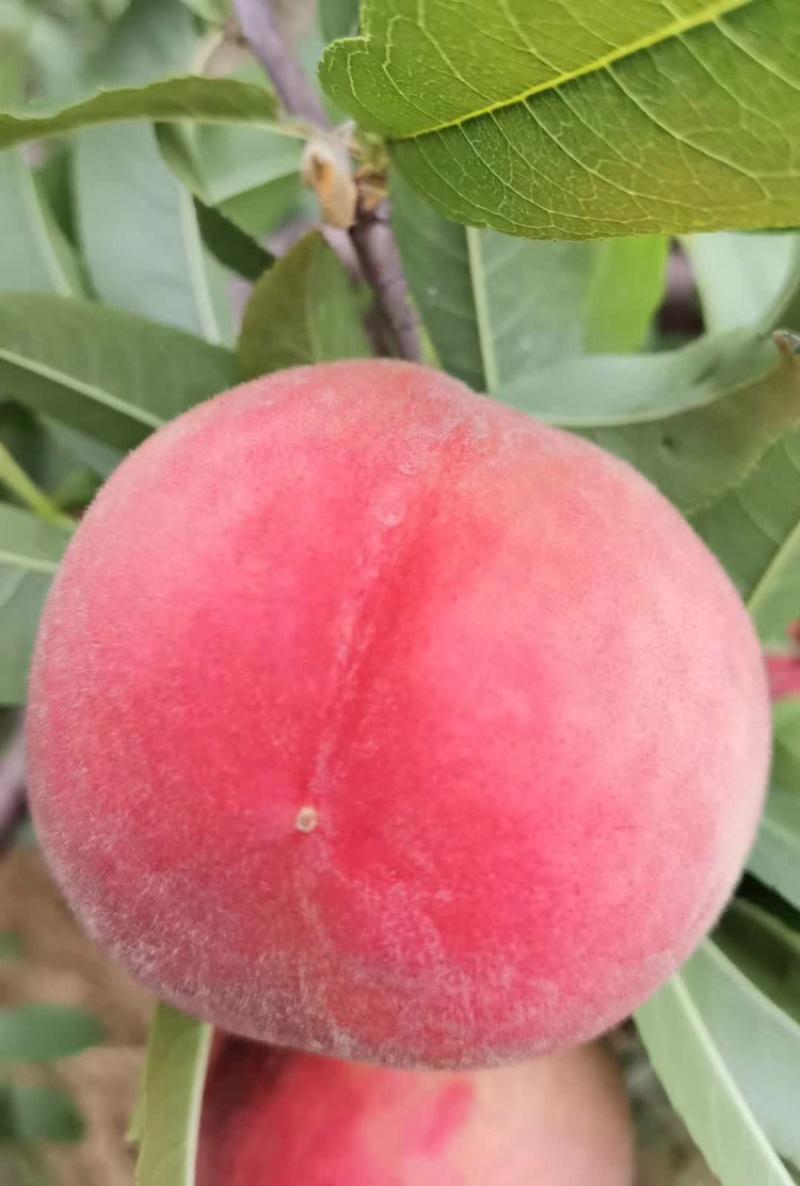 图片上就是早甜露