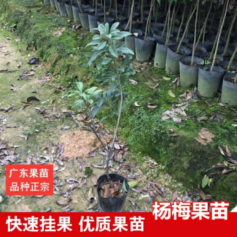 中袋东魁杨梅苗东魁杨梅苗中营养杯