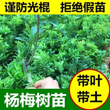 中袋东魁杨梅苗东魁杨梅苗中营养杯