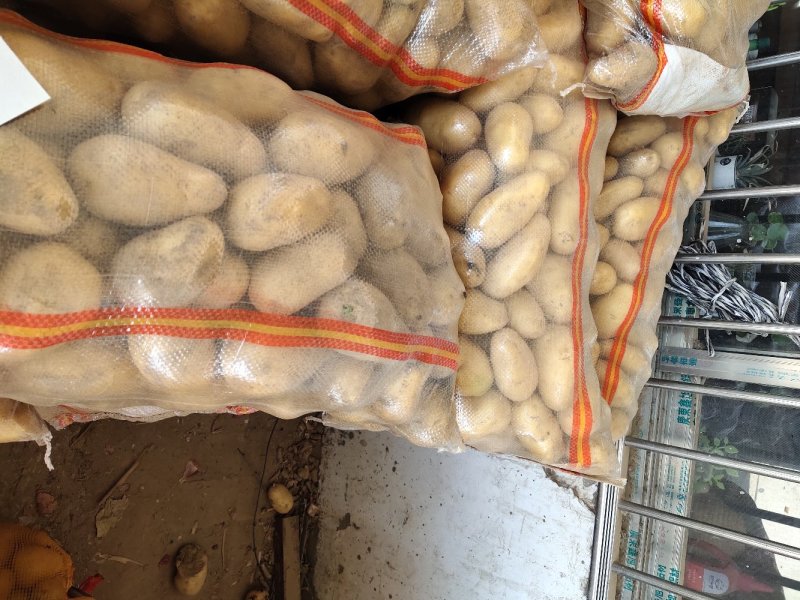 河南精品土豆黄皮黄心，希深6，v7大量上市发往全国各地