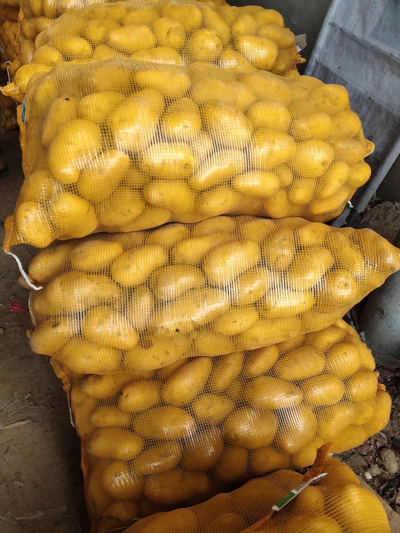 河南精品土豆黄皮黄心，希深6，v7大量上市发往全国各地