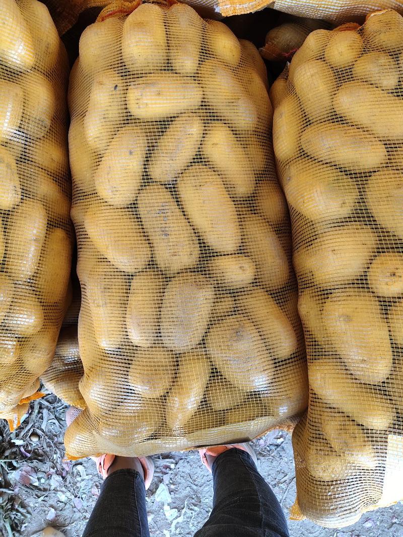 河南精品土豆黄皮黄心，希深6，v7大量上市发往全国各地