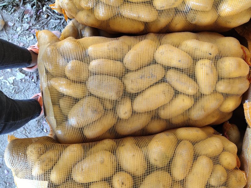 河南精品土豆黄皮黄心，希深6，v7大量上市发往全国各地