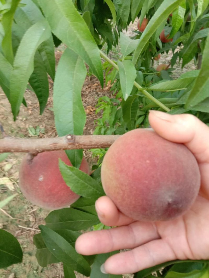 春丽桃