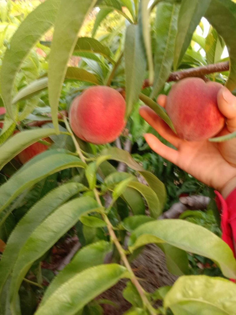 春丽桃