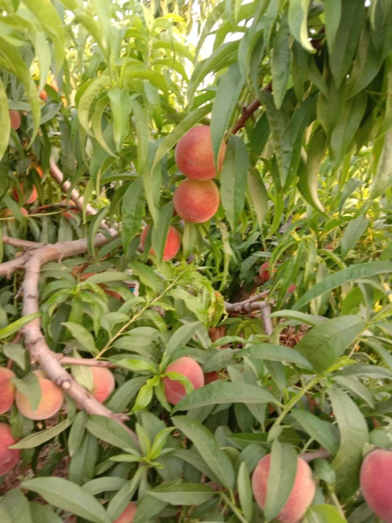 春丽桃