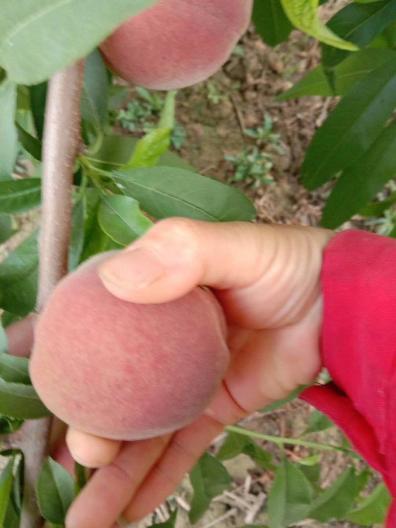 春丽桃