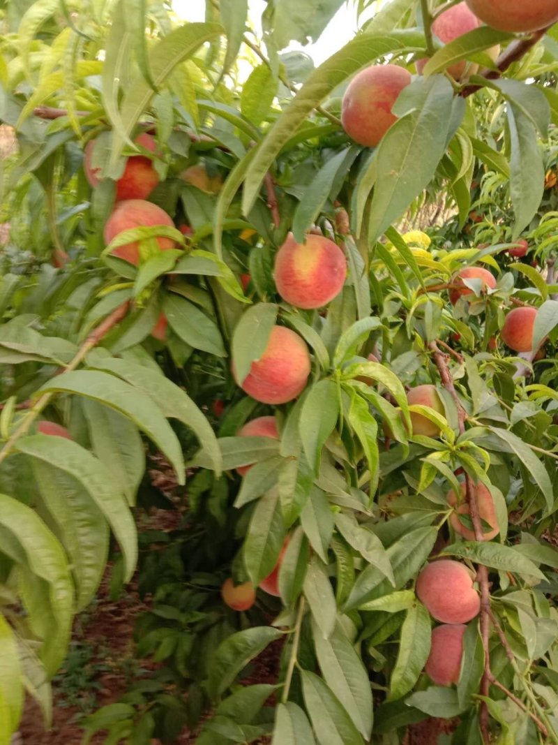 春丽桃
