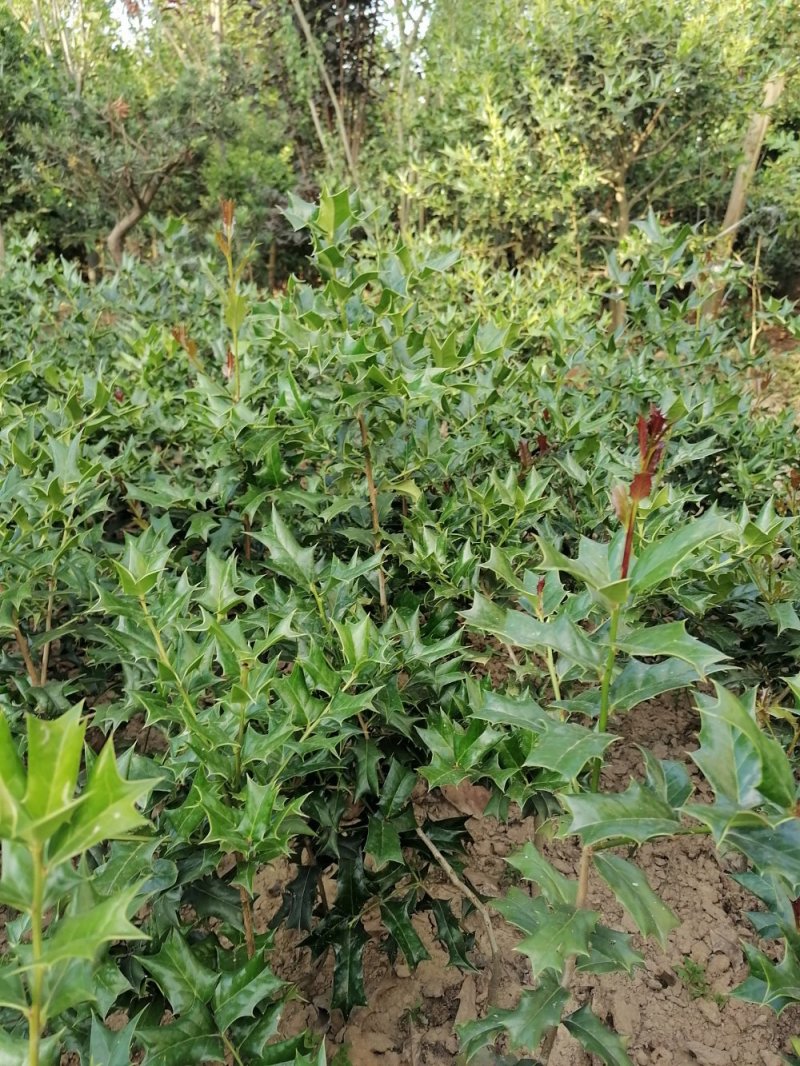 枸骨苗，枸骨球，又称老虎刺长年大量出售中