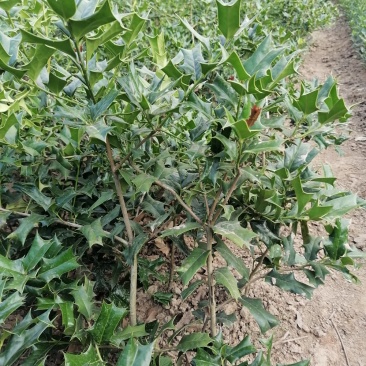枸骨苗，枸骨球，又称老虎刺长年大量出售中