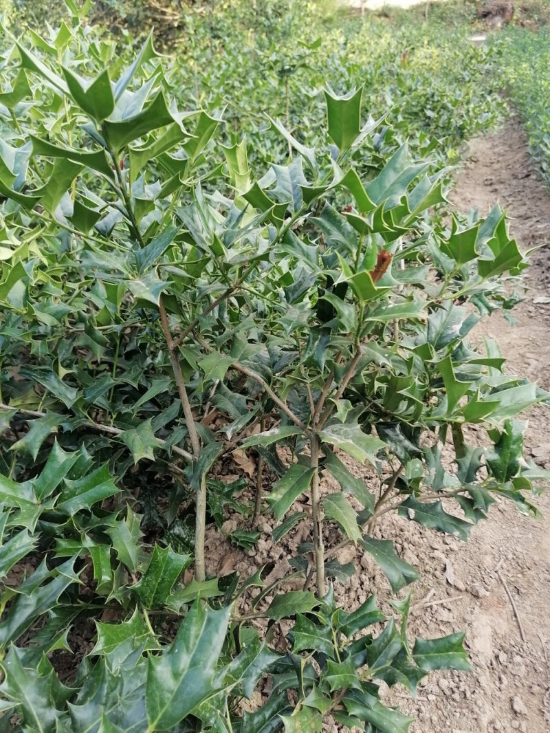 枸骨苗，枸骨球，又称老虎刺长年大量出售中