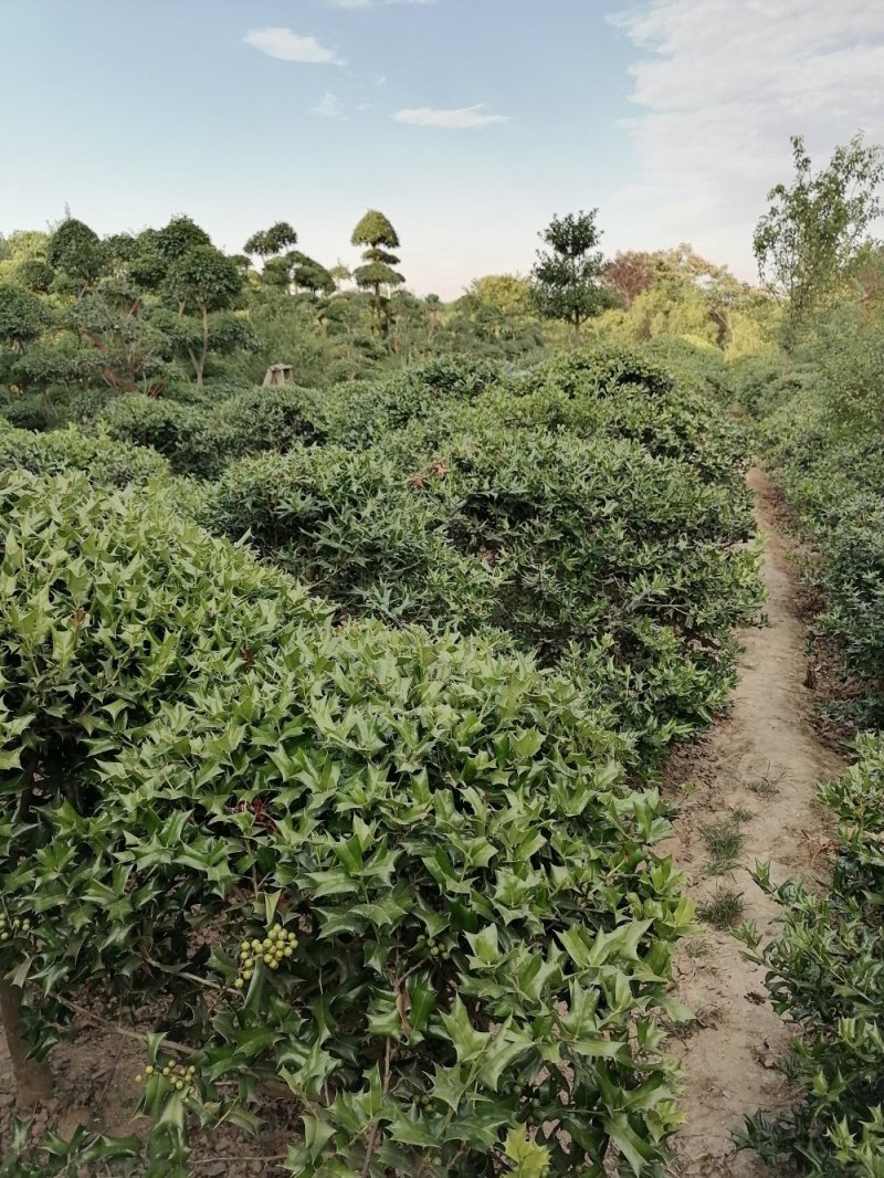 枸骨苗，枸骨球，又称老虎刺长年大量出售中