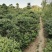 枸骨苗，枸骨球，又称老虎刺长年大量出售中