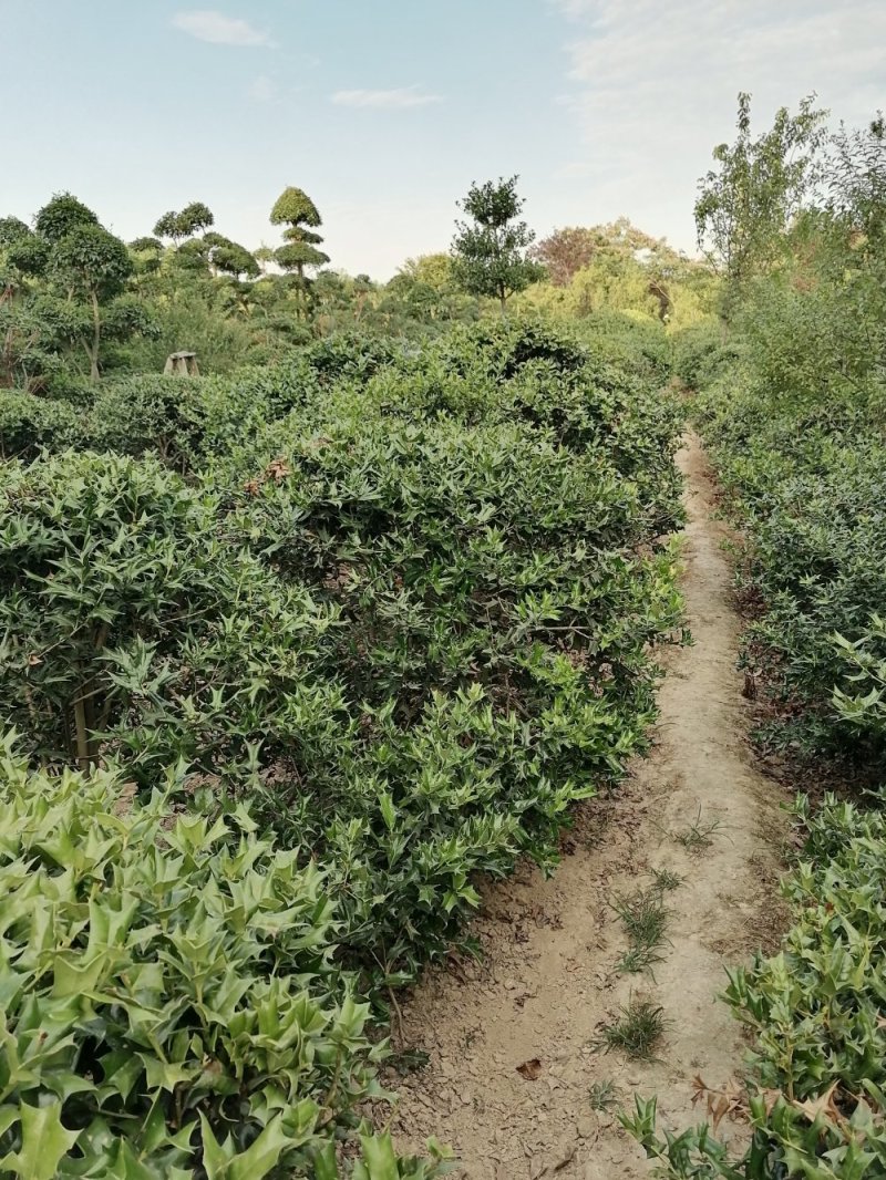 枸骨苗，枸骨球，又称老虎刺长年大量出售中