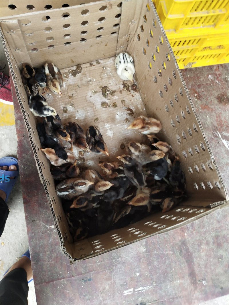 斗鸡苗越南斗鸡苗诚信经营质量至上