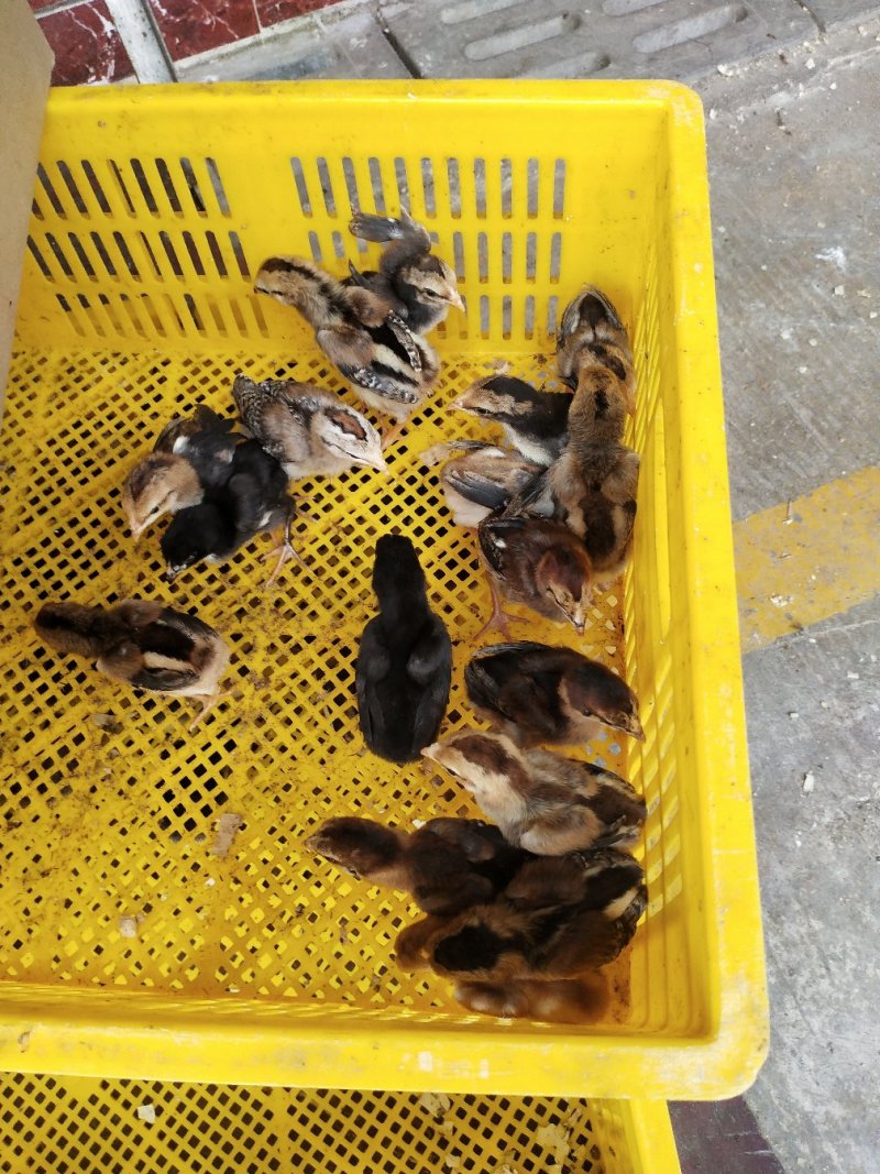 斗鸡苗越南斗鸡苗诚信经营质量至上